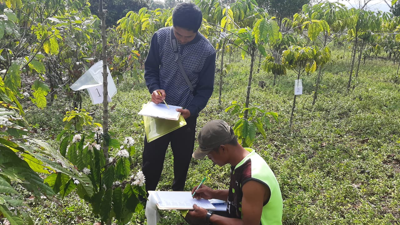 Sekolah Lapang Untuk Petani Kopi Merangin