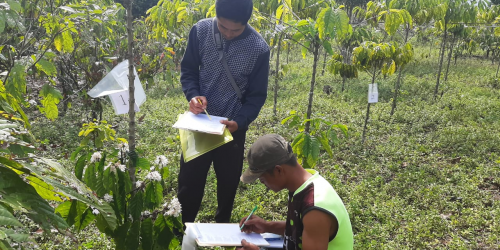 Sekolah Lapang Untuk Petani Kopi Merangin