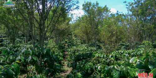 STUDI LITERATUR SERAPAN KARBON PADA TANAMAN KOPI DAN TANAMAN PELINDUNG